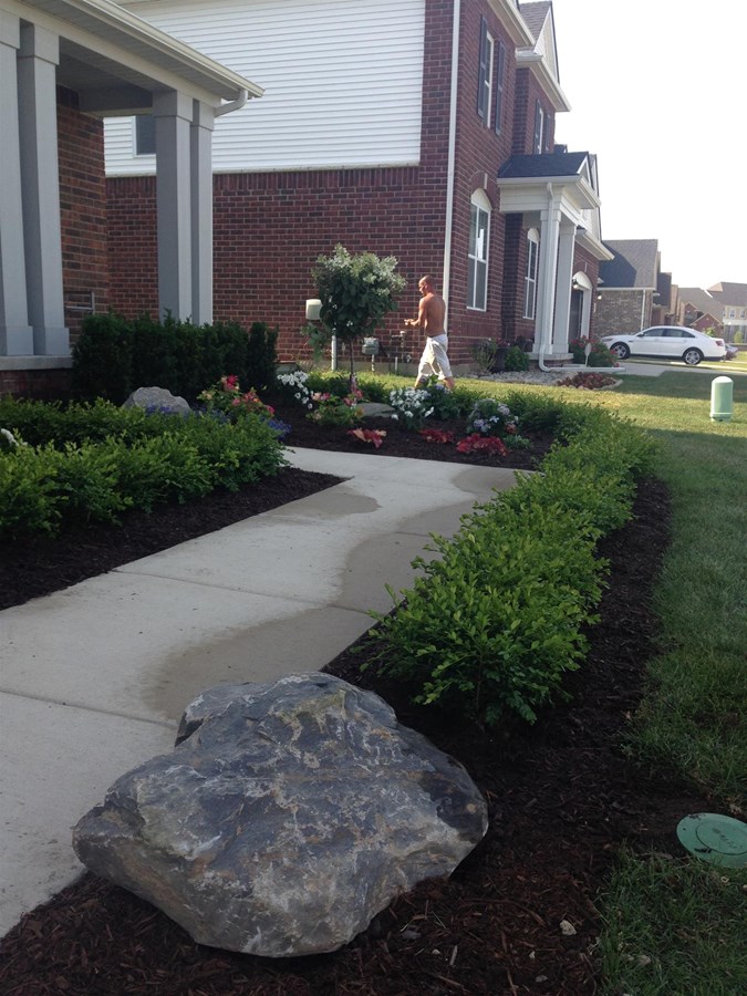 Green velvet boxwood hedge installation with black mulch for ground coverage and a Michigan fieldstone boulder. 